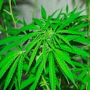 El gobierno federal podría ser el que fije las normas sanitarias, mientras que las provincias tendrían la responsabilidad de establecer las redes de distribución para supervisar la venta del cannabis.