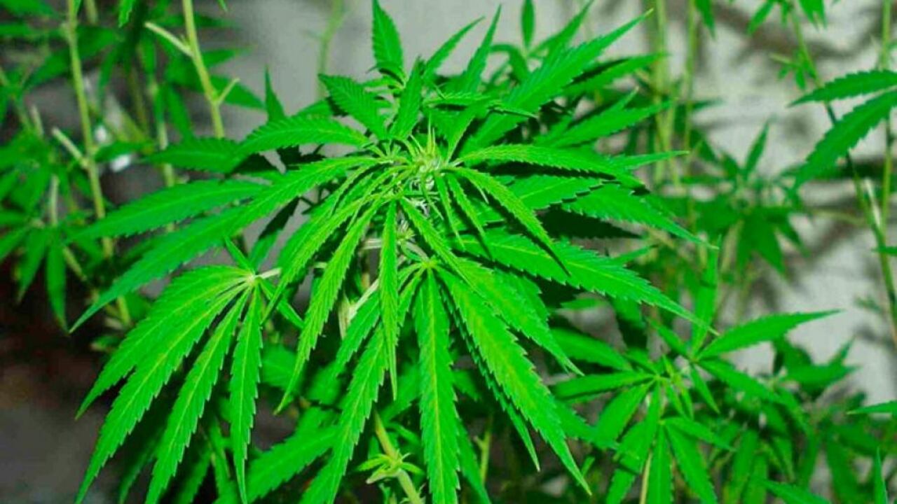 Desde 1986, es legal en Colombia el consumo adulto de cannabis y tener un cultivo de hasta 20 plantas.