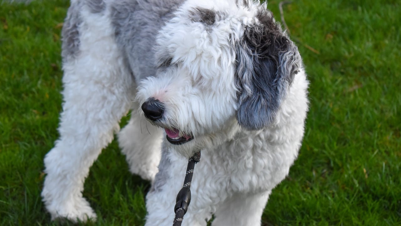Bunny, la perrita que habla y parece estar ganando autoconciencia. (Imagen de referencia).
