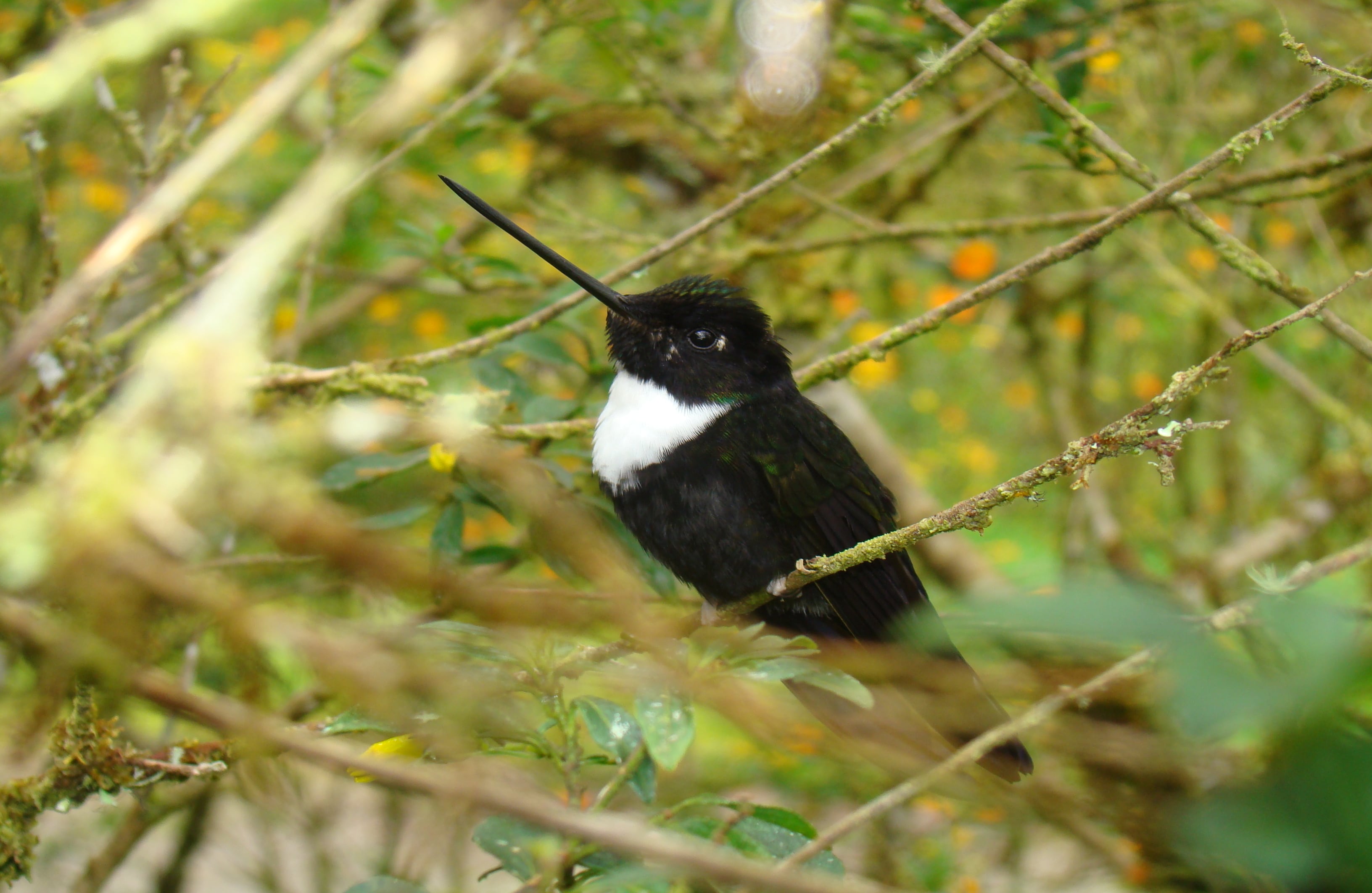 Inca Acollarado (Coeligena torquata). Mide 15 centímetros, de los cuales tres corresponden a su pico. Su presencia se ha reportado en Bolivia, Colombia, Ecuador, Perú y Venezuela. Es usual verlo alimentándose den las flores cercanas a la carretera. Foto Carlos Mario Wagner Wagner