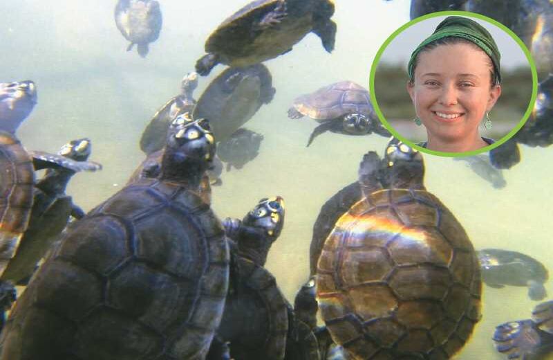 LA CHARAPA EDUCATIVA - El éxito de María Martha Torres se mide en los retos que se impuso: preservar, reproducir y educar. Supervisó procesos de reproducción de tortuga charapa en inmediaciones de Orocué, Casanare, donde liberó 1.500 tortuguillos en el río Meta. Pero también, en su recorrido por la ribera de Casanare y Vichada, instruyó a la gente sobre la necesidad de cuidar una especie mágica y esencial para procesos ambientales. Torres conoce bien los peligros que atentan contra la charapa. En Colombia cuesta unos 60.000 pesos pero en Brasil sube a 500.000, precio que la vuelve un blanco del tráfico ilegal. A esto se suma  que su consumo humano sube especialmente en temporada de Semana Santa. Pero no todas las señales dan pie al desespero. Los habitantes en los que Torres confió el cuidado de miles de huevos han logrado preservar 10.000, mientras ella monitoreó 2.000 en la reserva Wisirare. Las cifras prueban que la tarea surtió efecto, y considerando que cada tortuga pone 160 huevos y solo eclosionan 60, lo que Torres y la comunidad han logrado es digno de aplausos. “El trabajo con las tortugas me dio la oportunidad de tener cercanía con las comunidades y me enseñó que cualquier trabajo de conservación requiere de un trabajo comunitario”, concluye.