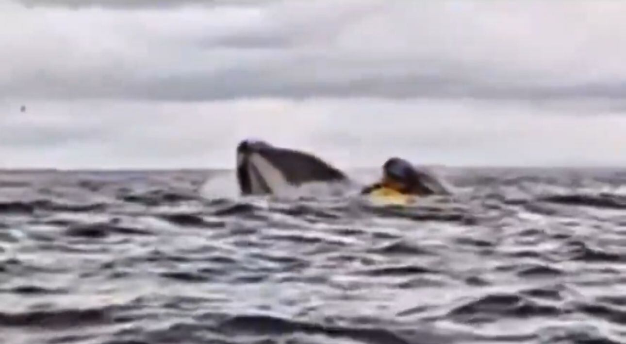 Los hechos se presentaron en Chile