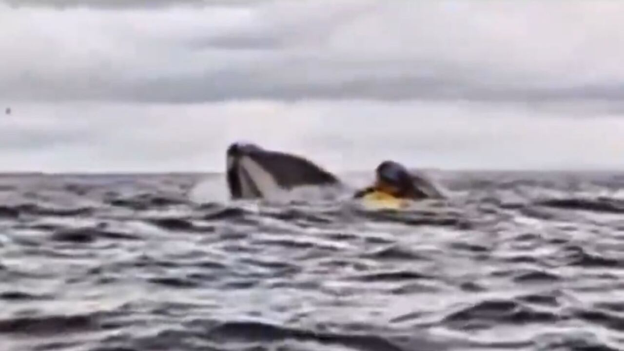 Los hechos se presentaron en Chile