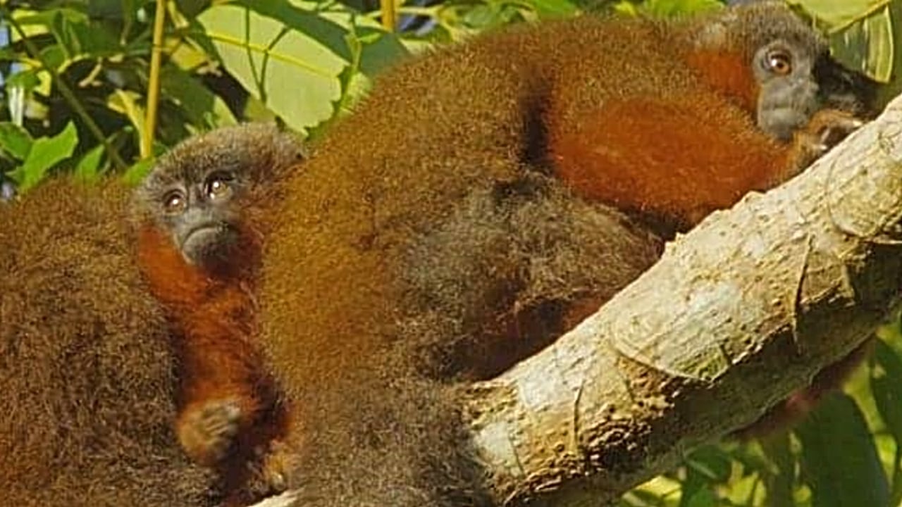 En 2010 diversos medios del mundo publicaron el hallazgo en Colombia del 'Callicebus caquetensis'.