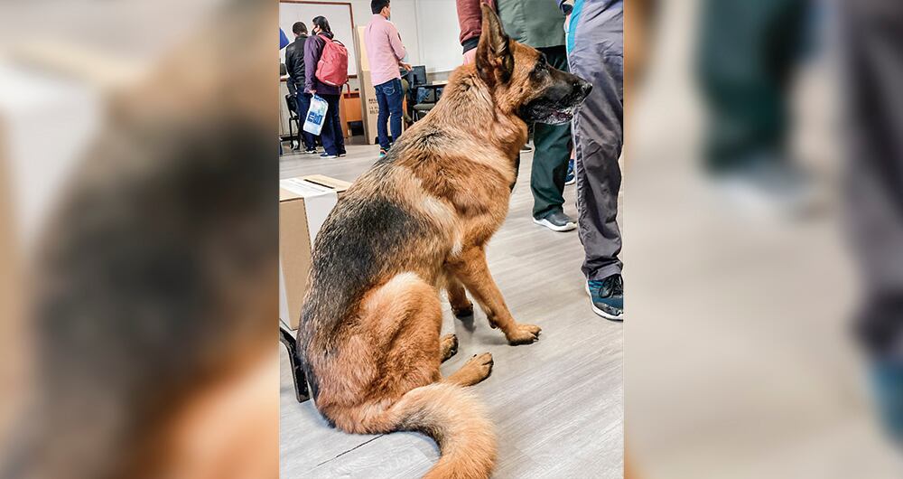 La jornada estuvo acompañada de mascotas que llegaron también a los puestos de votación 