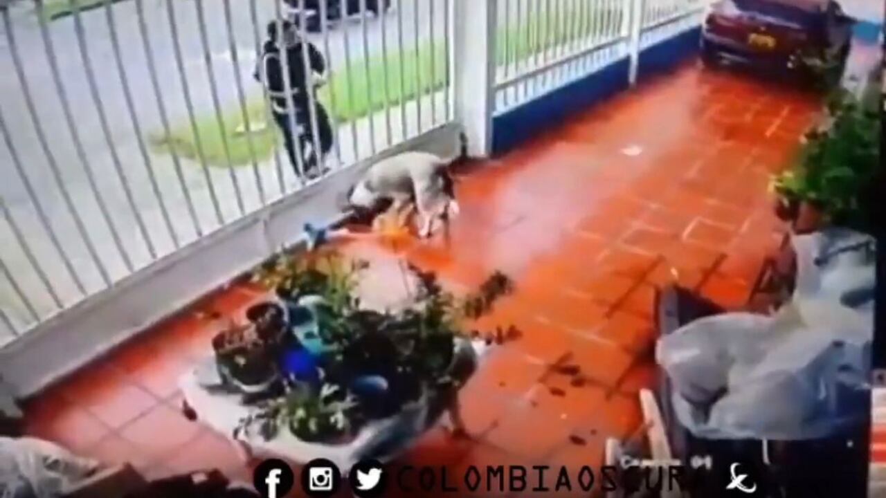 Perro atacado con ácido en Bogotá