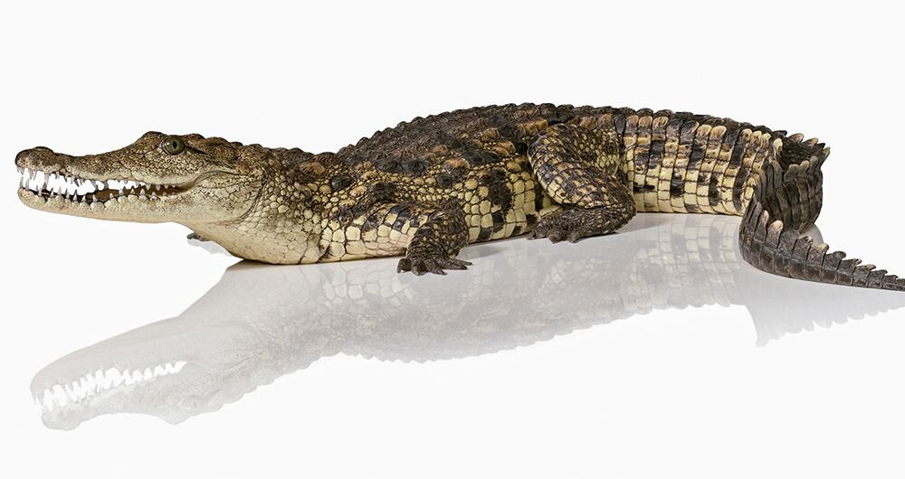 El viacrucis de la fauna silvestre_4