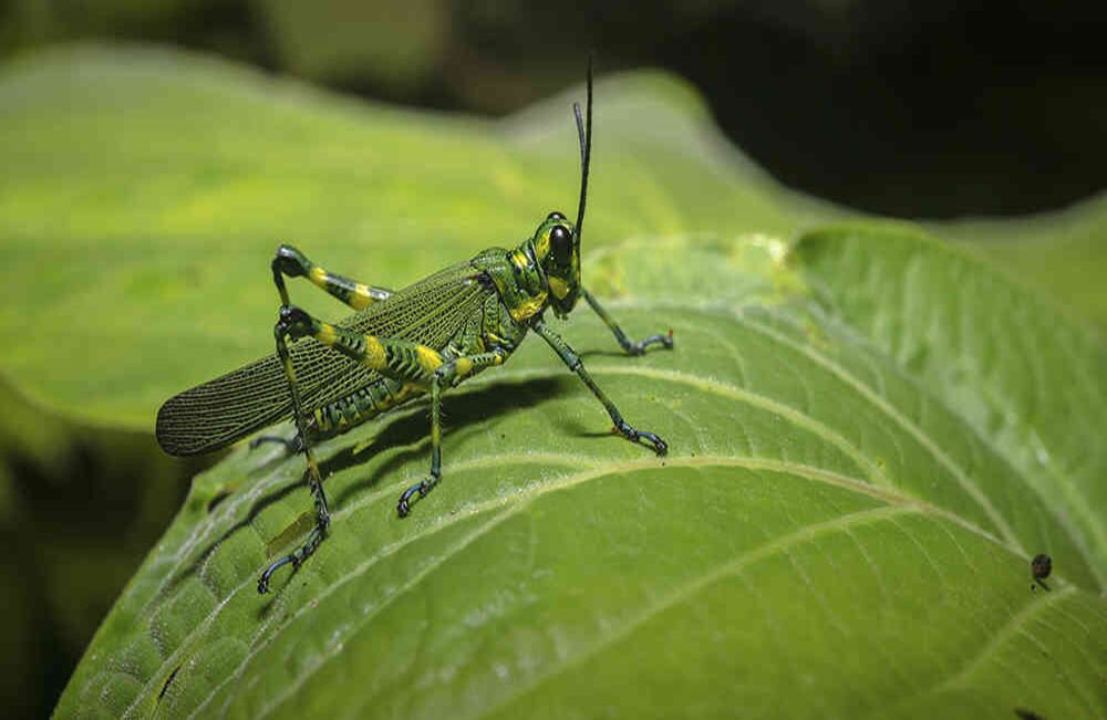Insecto hallado durante la Expedición Bio en Antioquia.