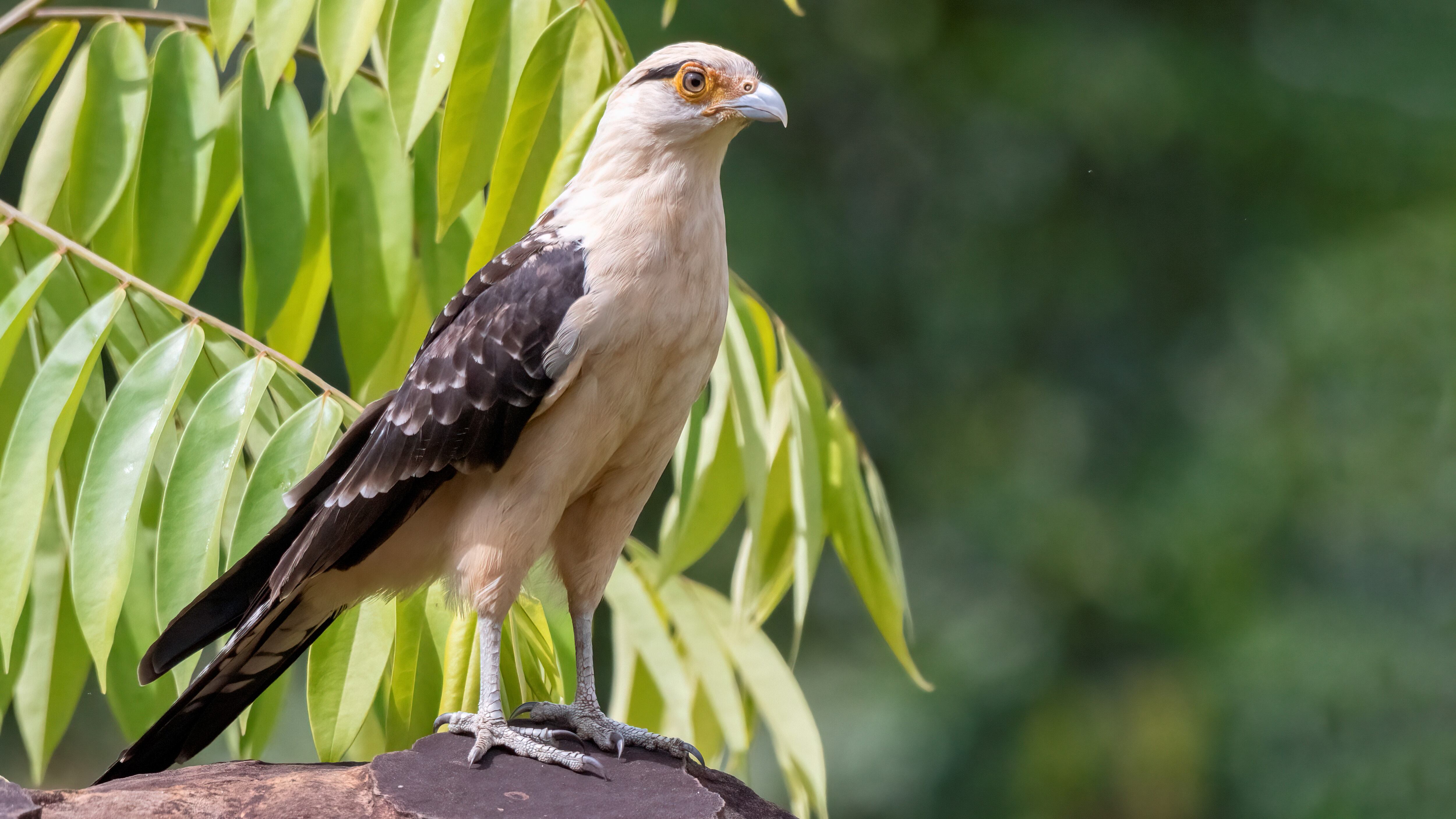 Santander alberga alrededor de 971 aves,  lo que corresponde al 50 por ciento de la avifauna del país.