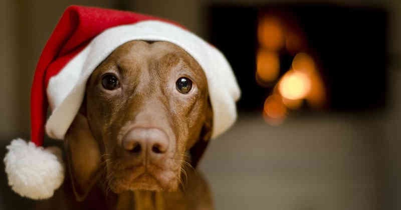 Existen esencias naturales, homeopatía para los animales de compañía que pueden ayudar a tranquilizarlos. 