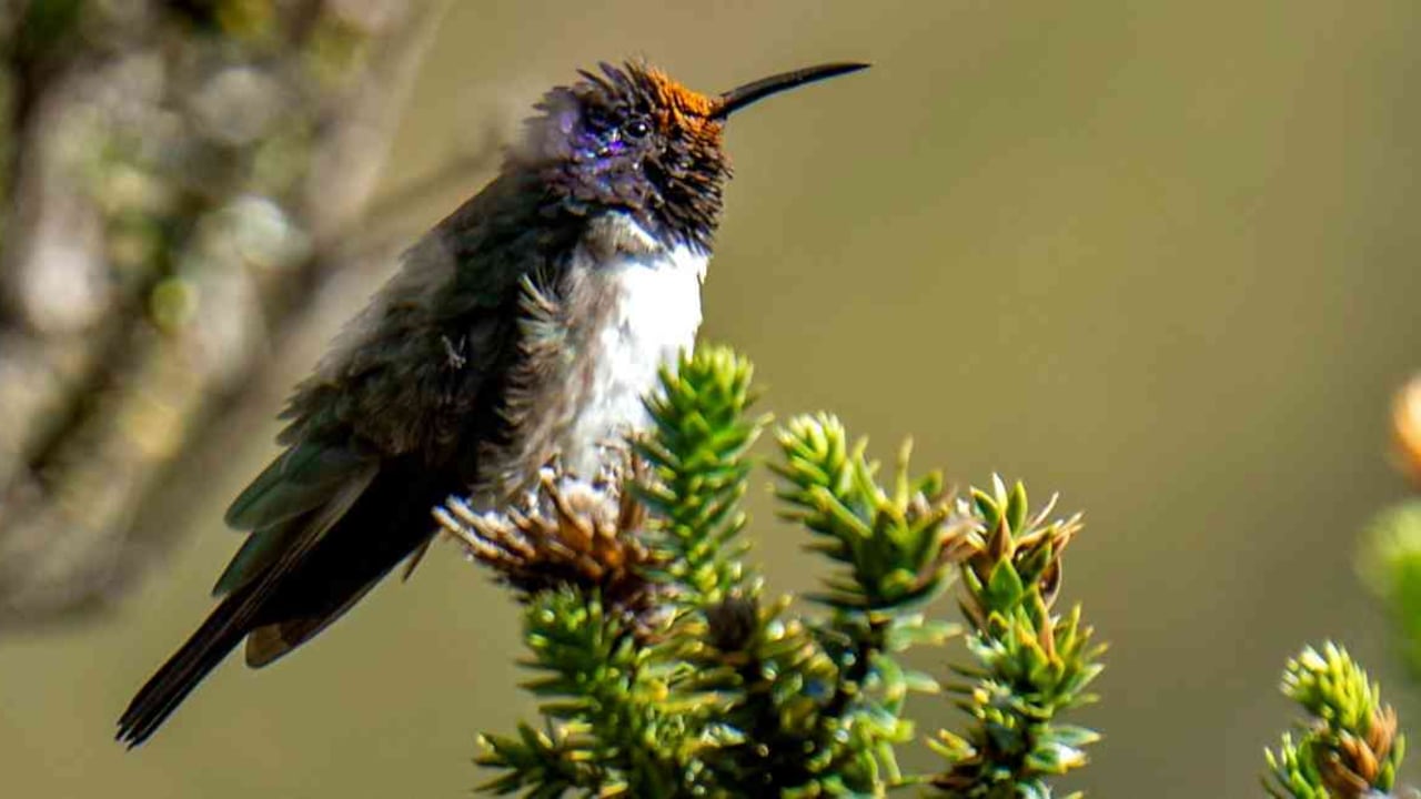 La Estrellita Ecuatoriana tiene el canto más agudo entre los pájaros. Foto: Rodrigo Buendía /AFP