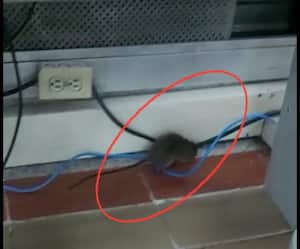 Aparecen ratas en los juzgados de Bogotá, alertan por situación de salubridad