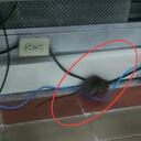 Aparecen ratas en los juzgados de Bogotá, alertan por situación de salubridad