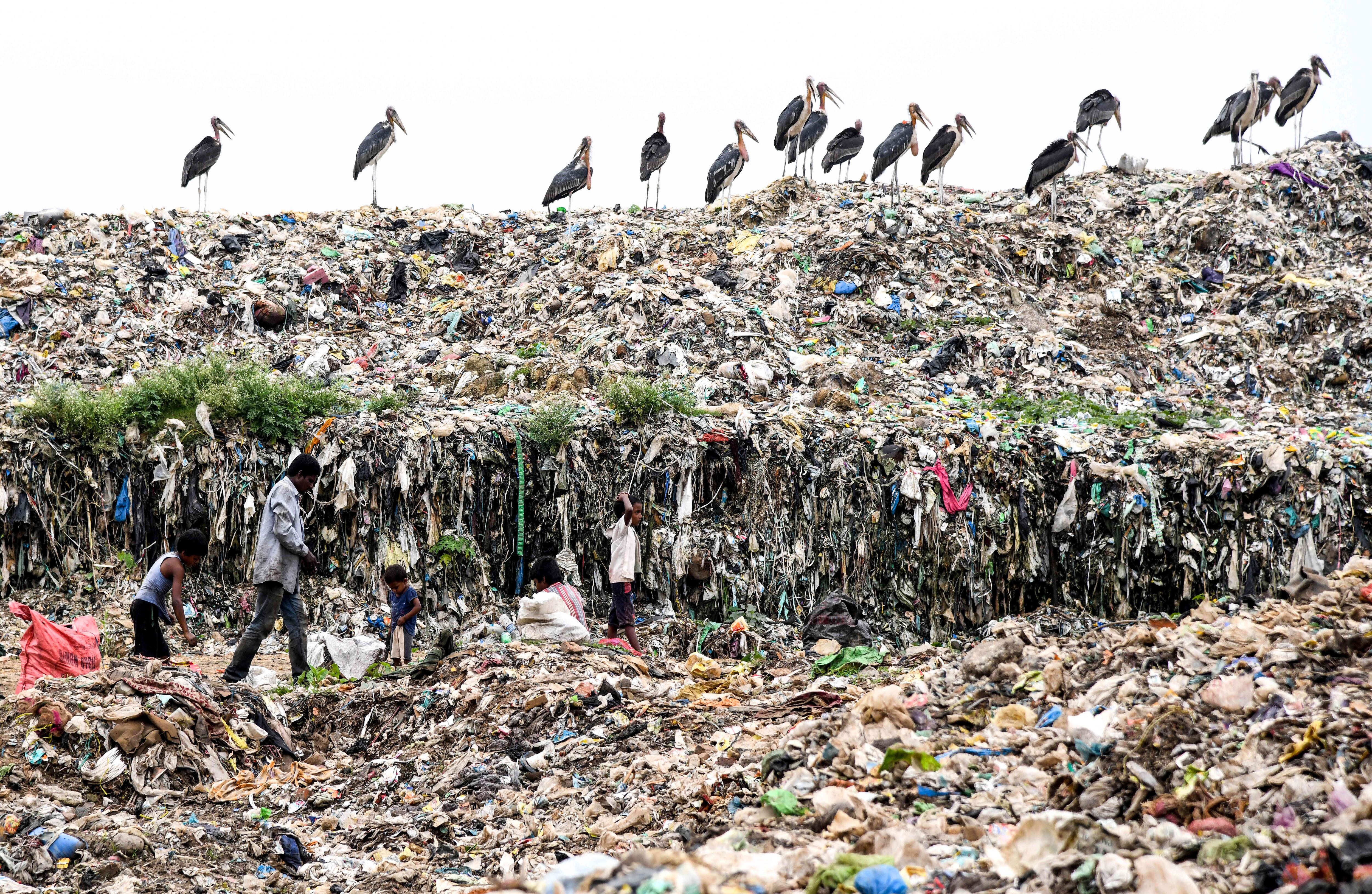4 de junio - Recolectores indios, y cigüeñas, buscan materiales reciclables en uno de los basureros más grandes del noreste de la India. FOTO: Biju BORO / AFP