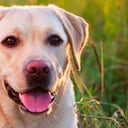 Labrador retriever: Es juguetón, muy afectuoso y fácil de entrenar. Además, tiene un alto sentido de protección que los hace ideales como mascota de los niños.