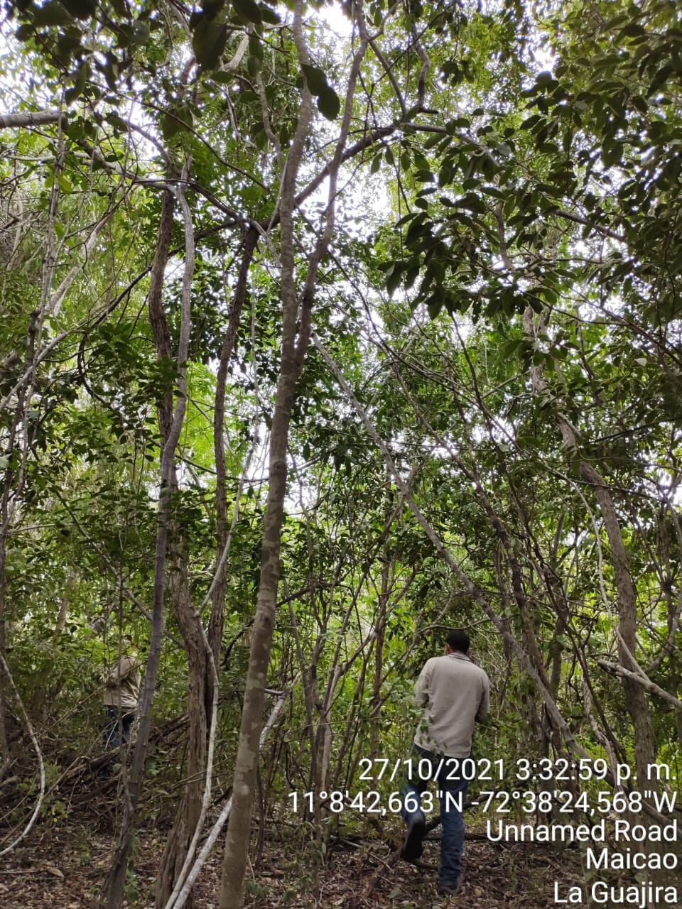 Esta familia se encuentra en pocas cantidades en el país, principalmente en el bosque seco de la Reserva Natural de la Sociedad Civil Aguas Blancas Santa Helena-Mushaisa.