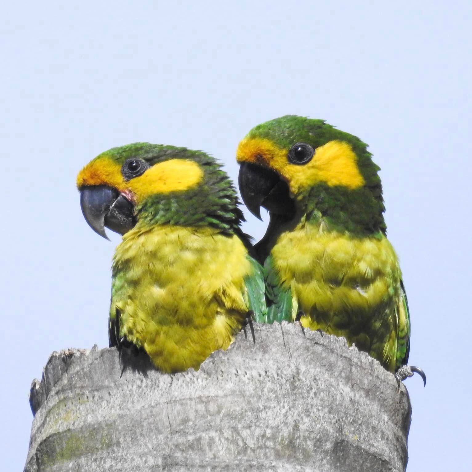 cPareja de Ognorhynchus icterotis, también llamado loro orejiamarillo en el parque Las Tangaras.
