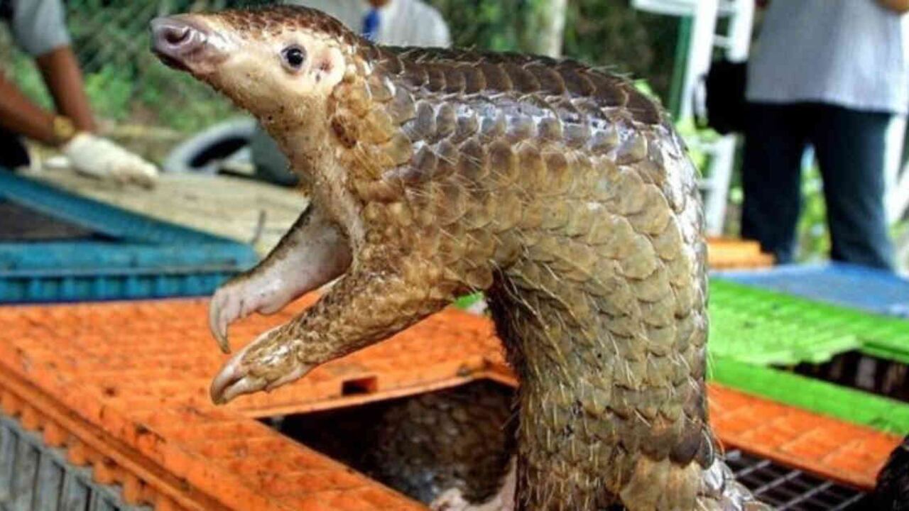 Mucho se ha dicho de que los pangolines pueden causar virus en los humanos. Foto: Getty Images