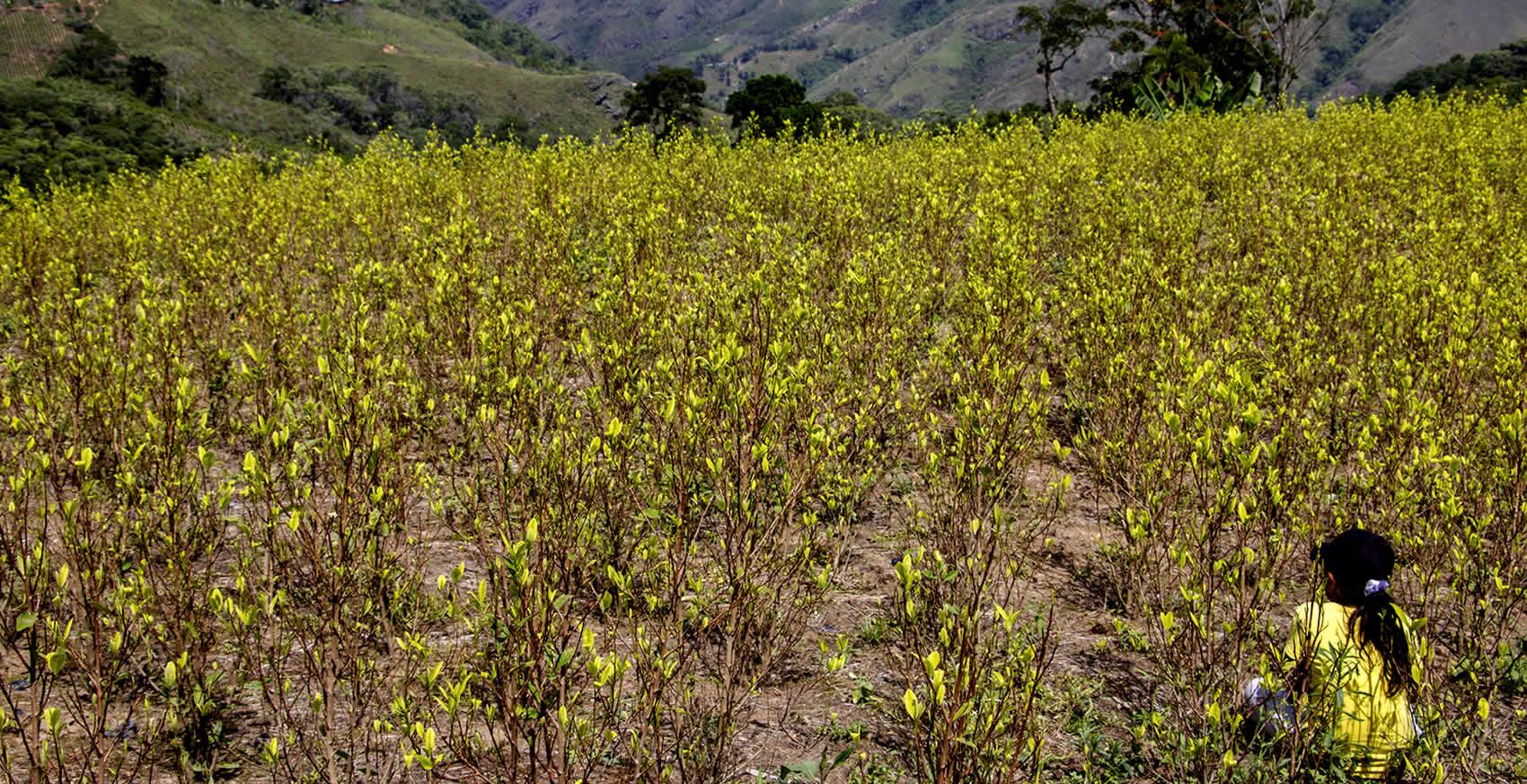 El gobierno del presidente Gustavo Petro, ordenó reducir la erradicación de cultivos ilícitos en el país. 