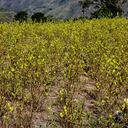 En territorios donde incluso se ha llegado a acuerdos colectivos de sustitución, la agenda antinarcóticos se ha impuesto con la erradicación forzada, lo que ha generado tensiones y conflictos entre las comunidades y la fuerza pública.