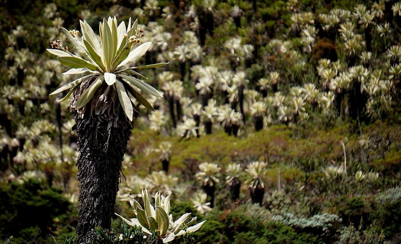 Entrevista Gobernador de Nariño, páramo de Bordoncillo