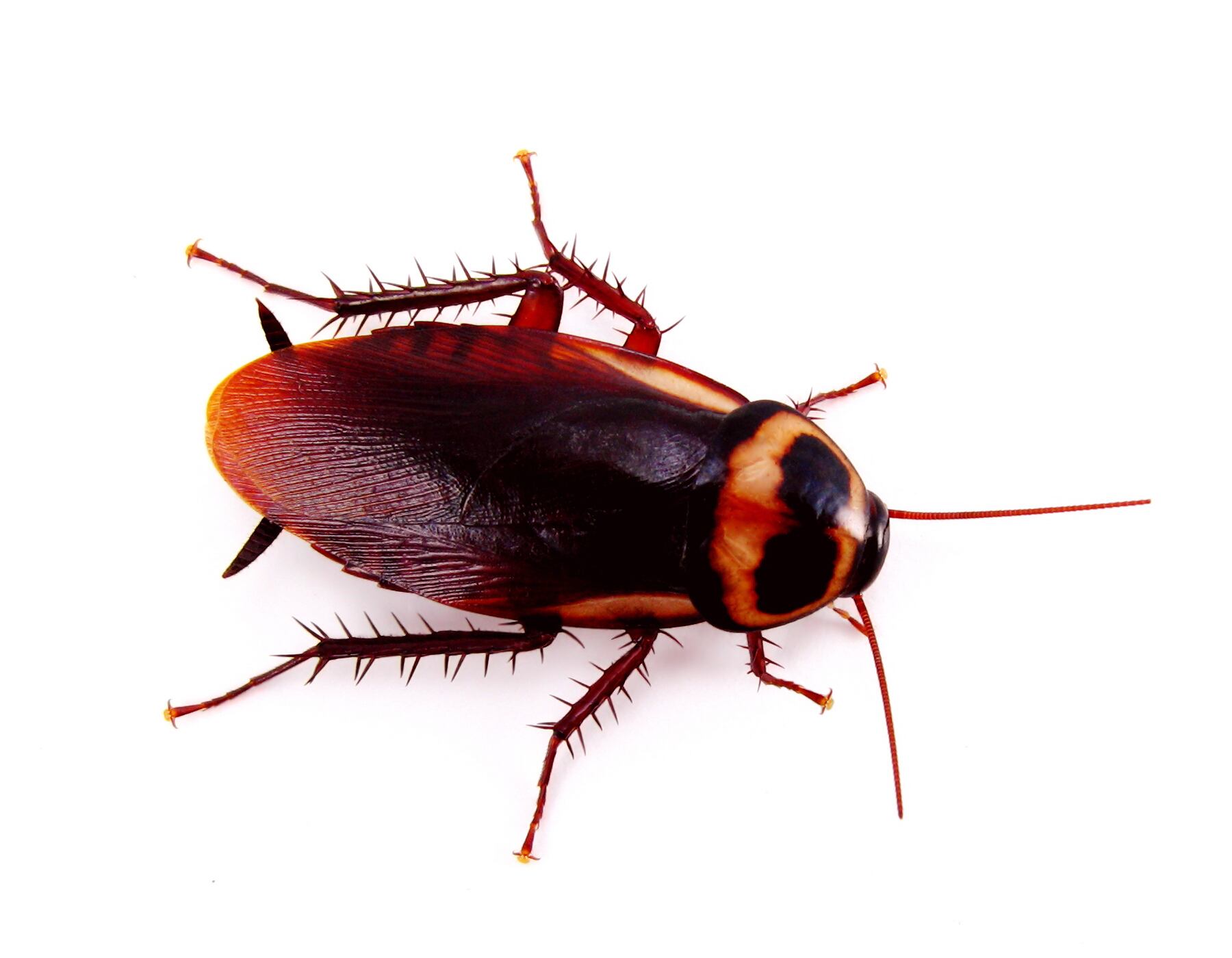 La cucaracha americana es una especie de gran tamaño.