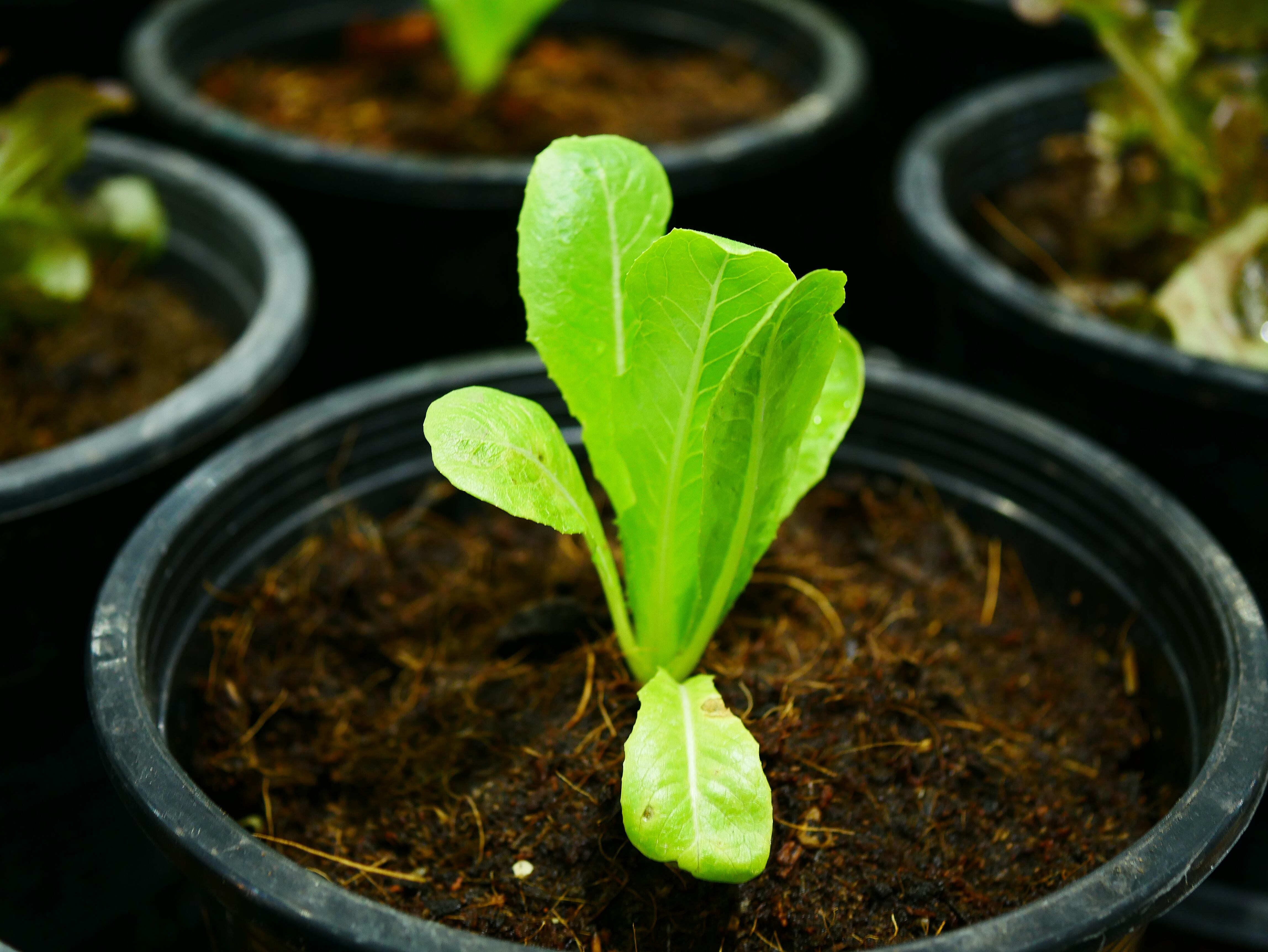 Cultivar una planta de laurel es fácil y así podrá disfrutar de sus funciones.