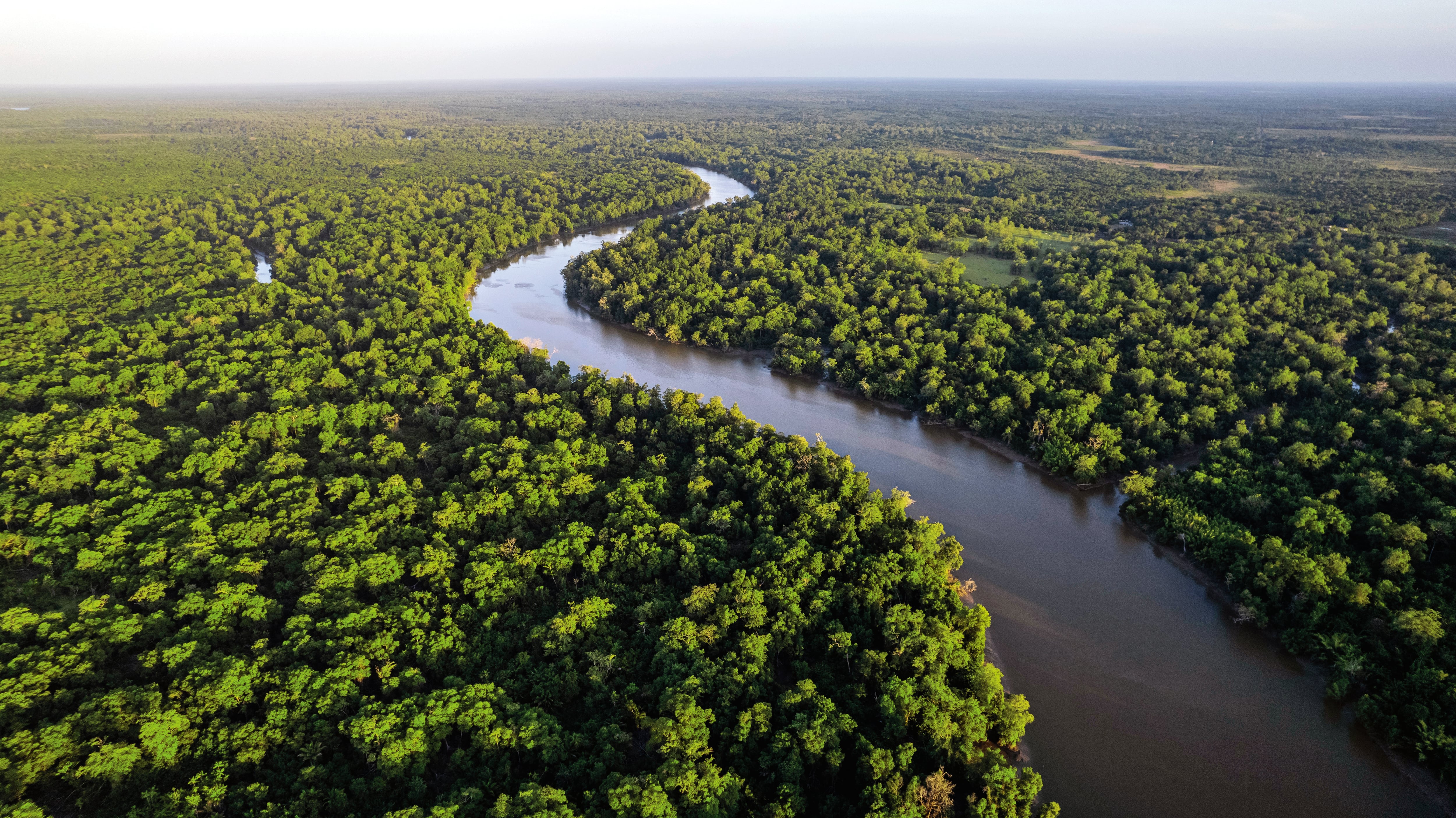 Esfuerzos para detener la deforestación de la Amazonía.