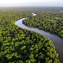 Esfuerzos para detener la deforestación de la Amazonía.