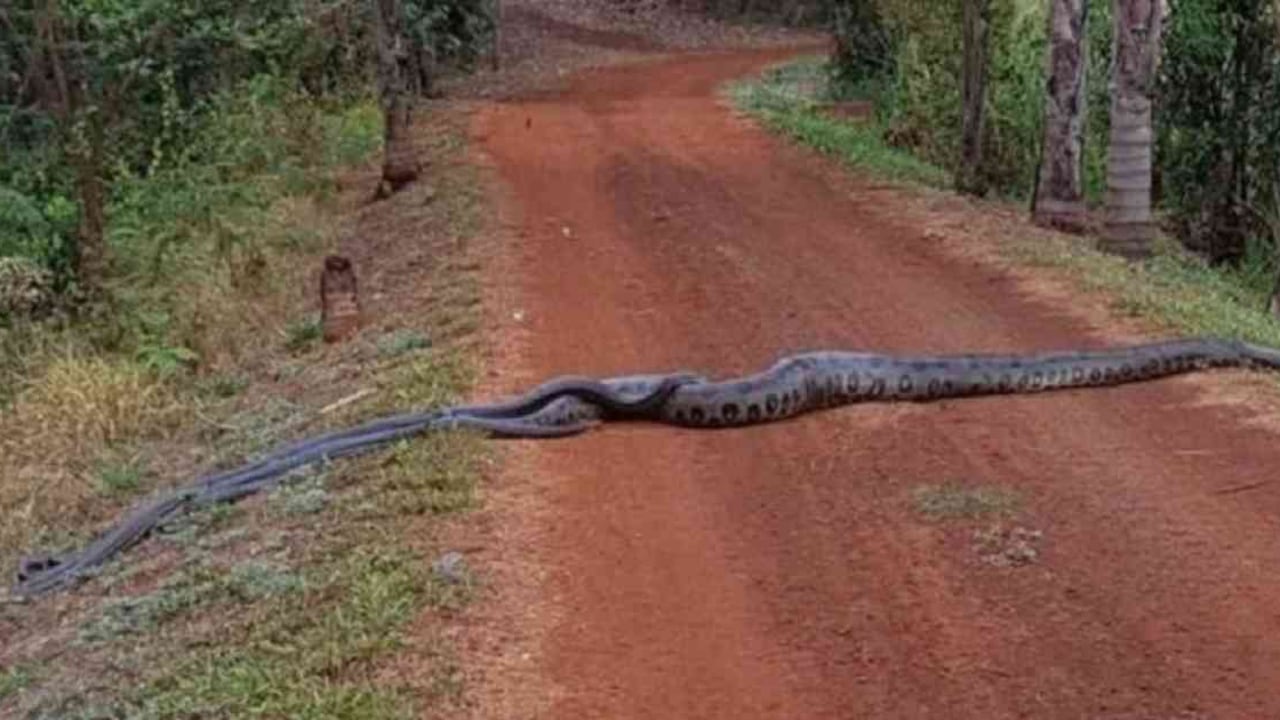 Anaconda de seis metros es seguida por grupo de serpientes.