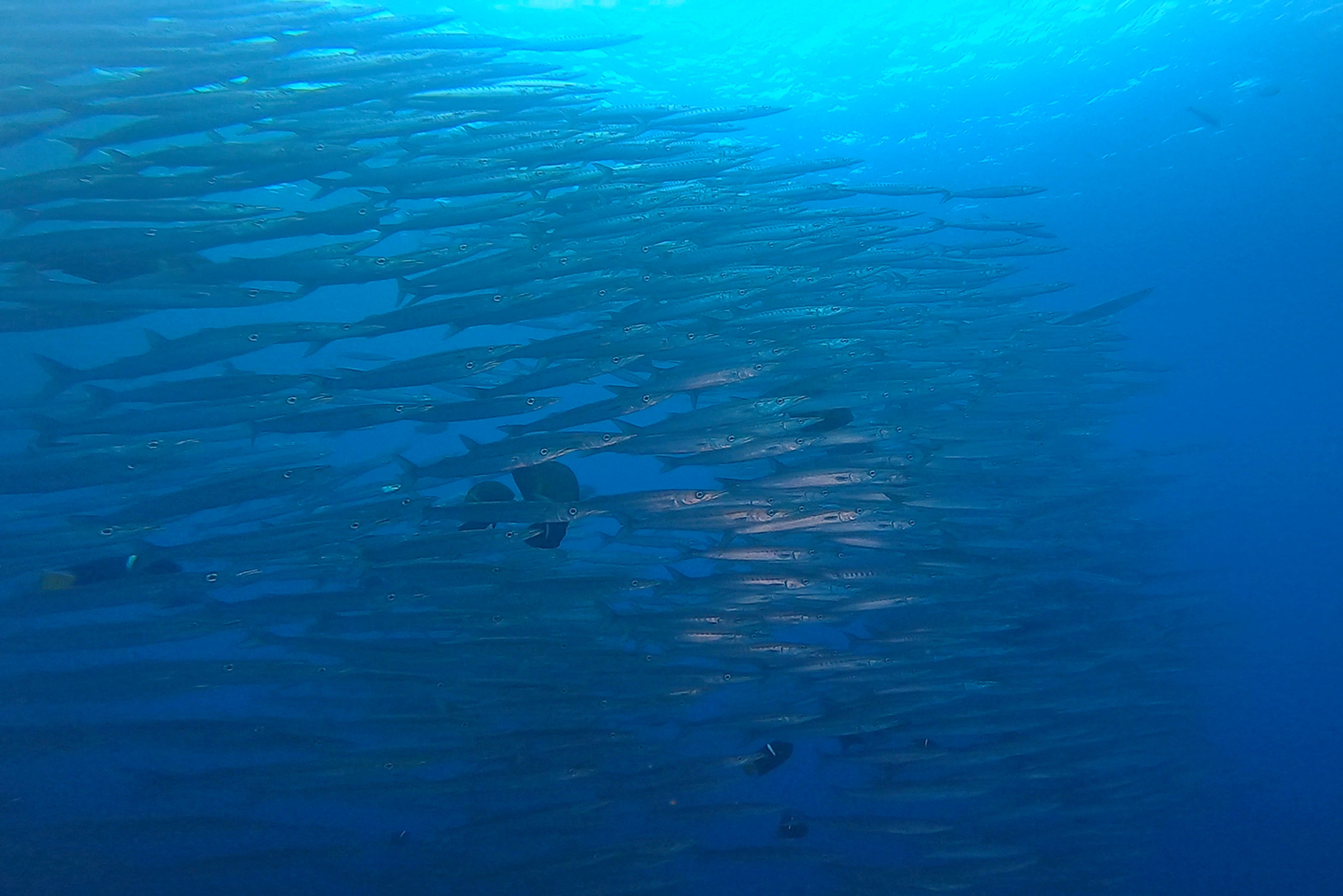 La isla de Malpelo está ubicada en el Océano Pacífico oriental tropical, aproximadamente a 500 kilómetros al oeste del puerto de Buenaventura. En la división político administrativa, pertenece al municipio Buenaventura, Valle del Cauca. El Santuario de Fauna y Flora Malpelo está bajo la administración del Sistema de Parques Nacionales Naturales de Colombia desde 1995, cuenta con sede administrativa en la ciudad de Santiago de Cali y sede operativa en el Distrito de Buenaventura y es Patrimonio Natural de la Humanidad por la UNESCO. Foto Jorge Orozco / El País.