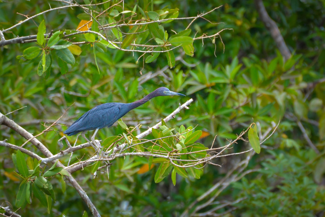 El pacífico colombiano, con sus paisajes de selva húmeda, sus playas, su gastronomía y su biodiversidad, son el sitio turístico, cultural y gastronómico, que atrae a miles de visitantes cada año.