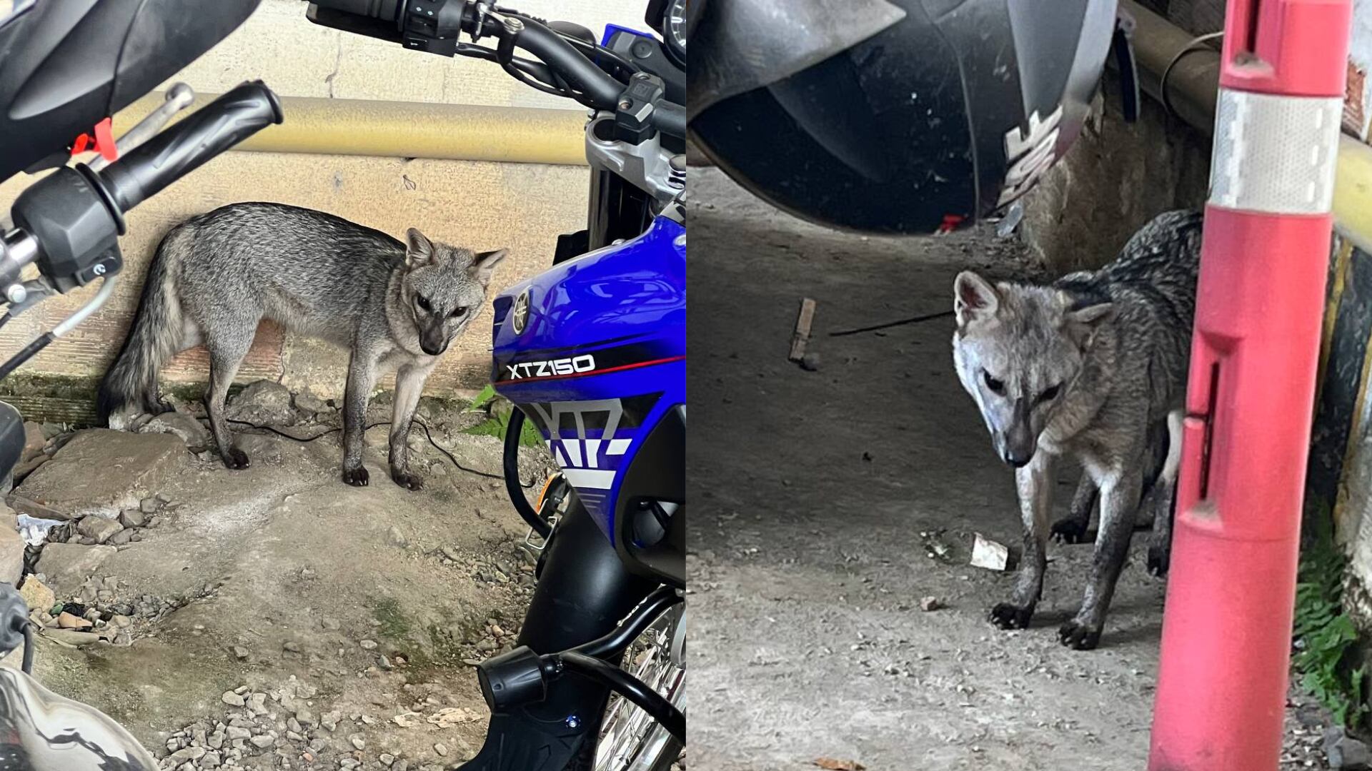 Perro zorro visto en Medellín.