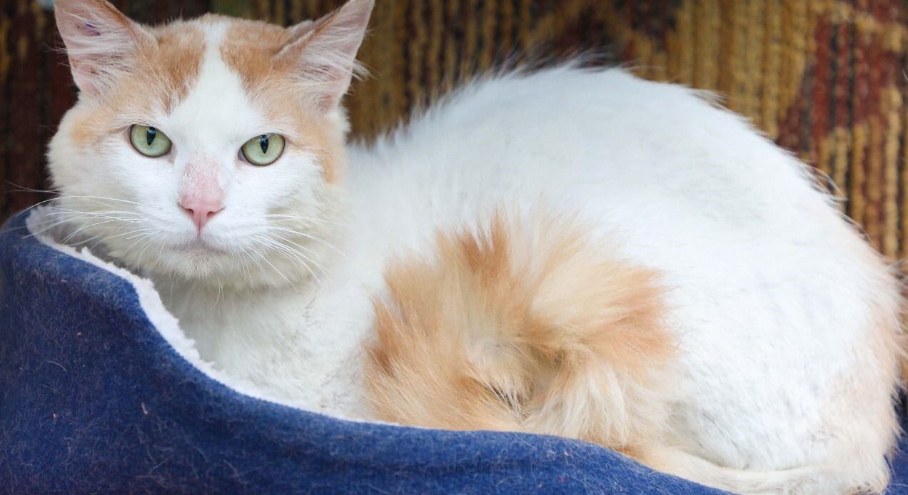 Jornada de adopción de mascotas en Bogotá