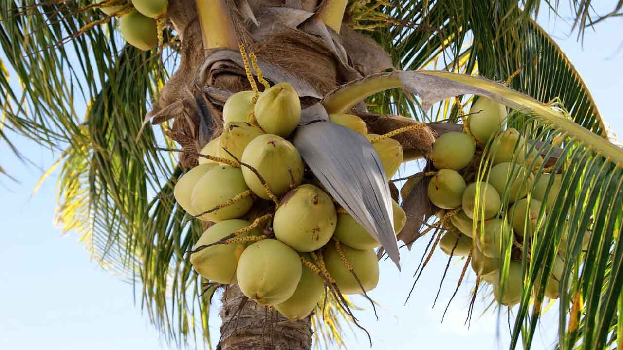 Para obtener el vinagre hay que extraer la savia originada en los cocoteros.