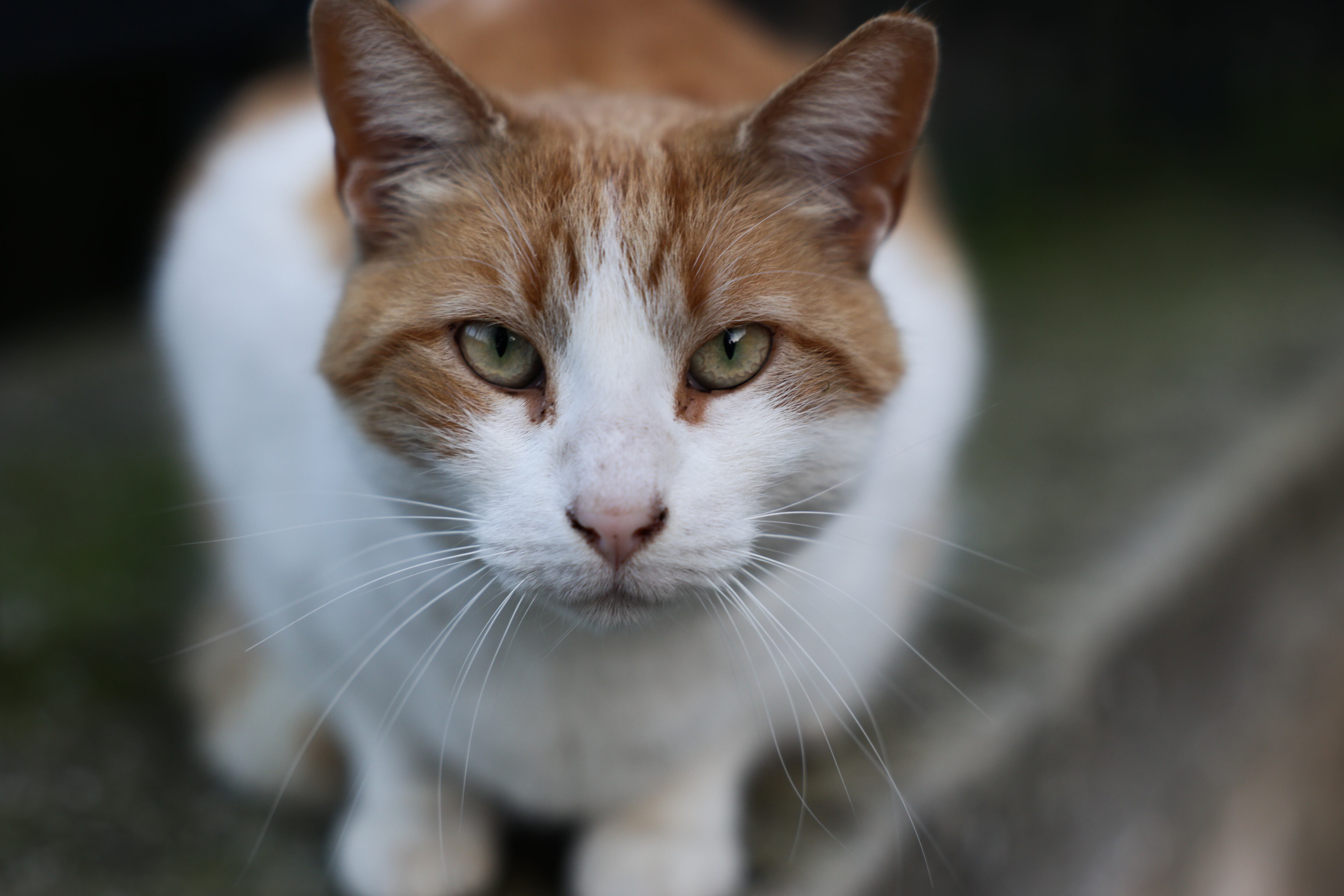 Sporothrix brasiliensis, trasmitido de gatos a humanos