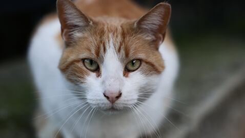 Sporothrix brasiliensis, trasmitido de gatos a humanos
