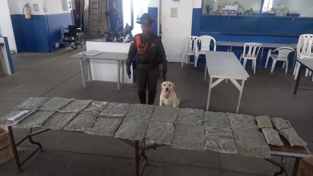 Autoridades incautaron más de 10 mil dosis de marihuana y base de coca en Cali