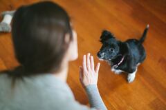 El entendimiento del lenguaje humano por parte de los perros es un tema complejo que ha intrigado a científicos y dueños de mascotas por igual.