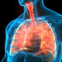 Al ser los tubos por donde llega el aire a los pulmones, los bronquios deben permanecer sanos. Foto: Getty Images.