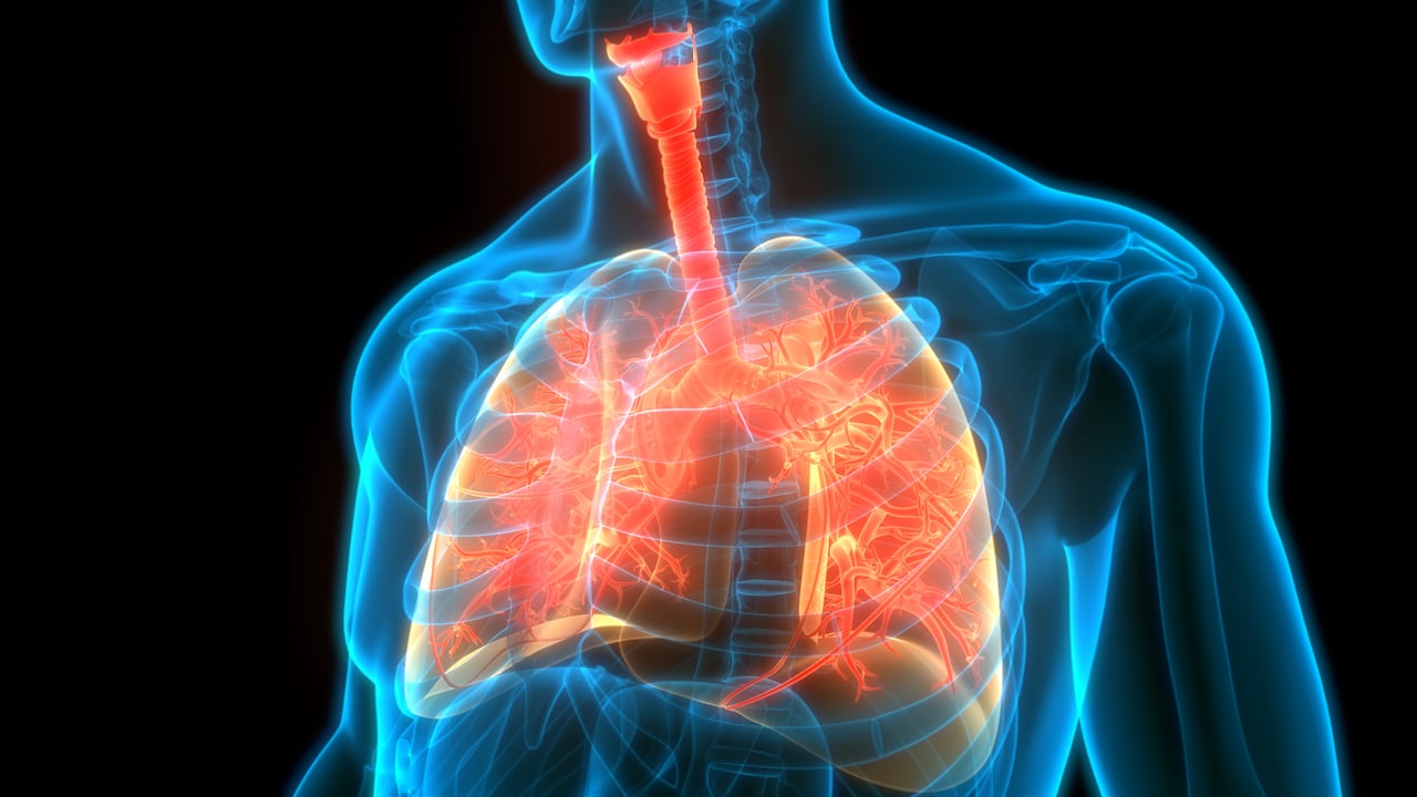 Al ser los tubos por donde llega el aire a los pulmones, los bronquios deben permanecer sanos. Foto: Getty Images.
