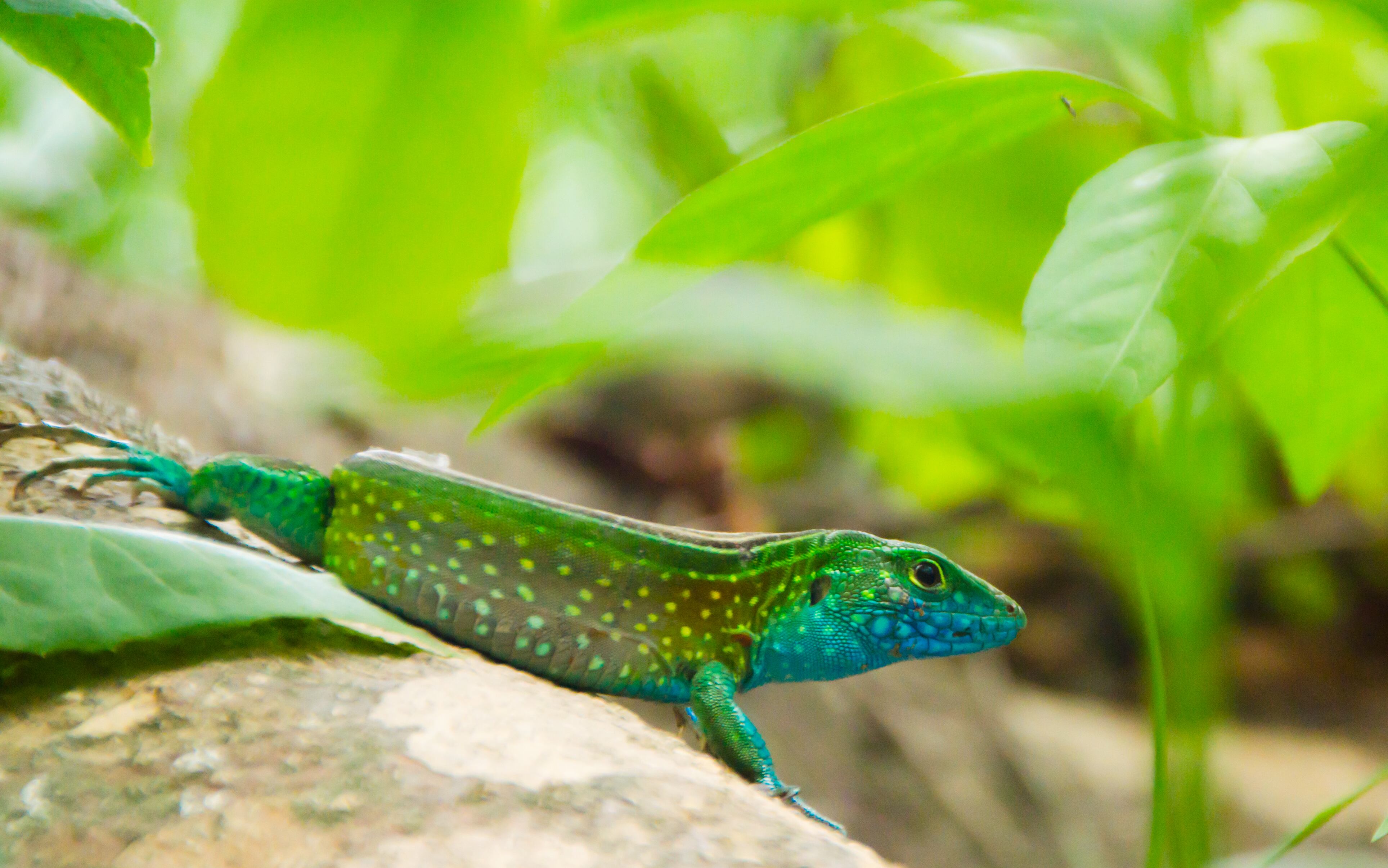 la Semana de la Biodiversidad en Cali conecta fauna, empresas y comunidades en un pacto por la sostenibilidad.
