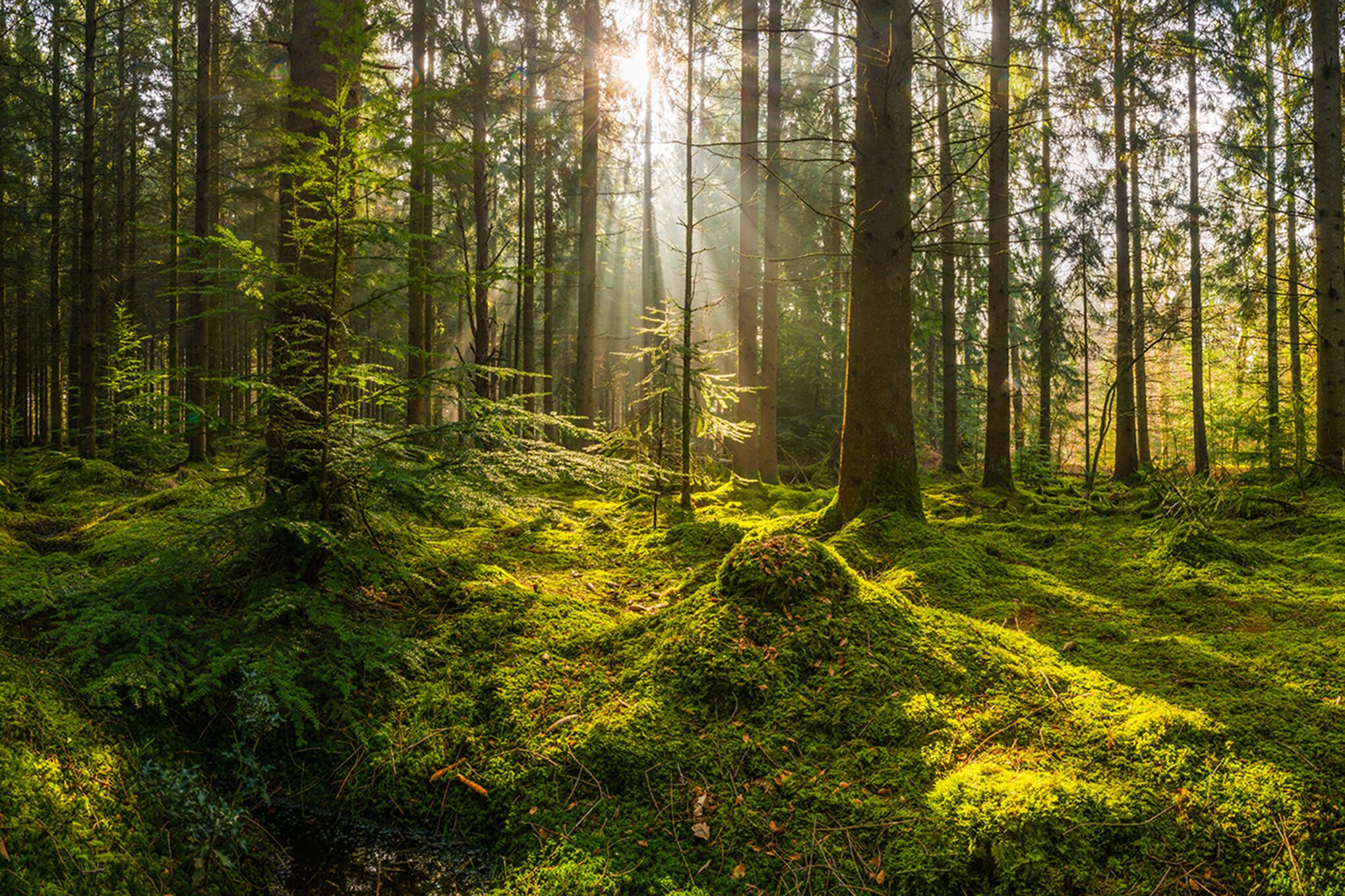 Bosque, arboles, sol, naturaleza