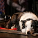 El perro es protagonista de Anatomía de un caída.