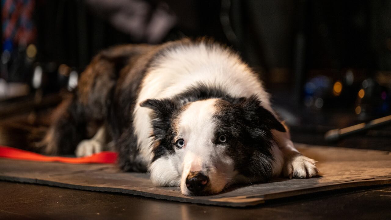 El perro es protagonista de Anatomía de un caída.