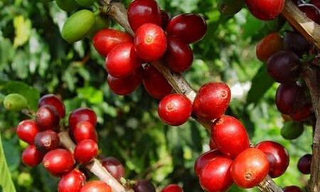 Jornada de protestas en agosto por cafeteros 