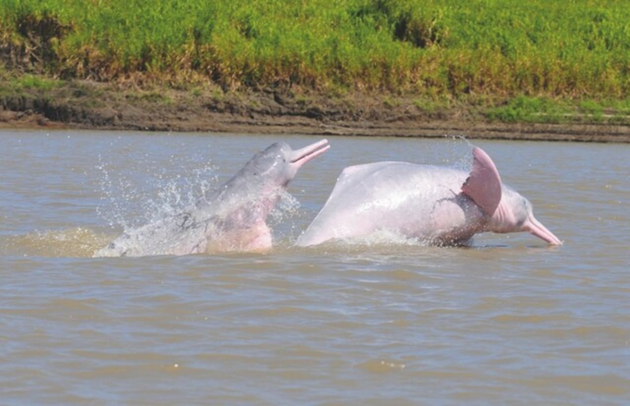 Delfines rosados