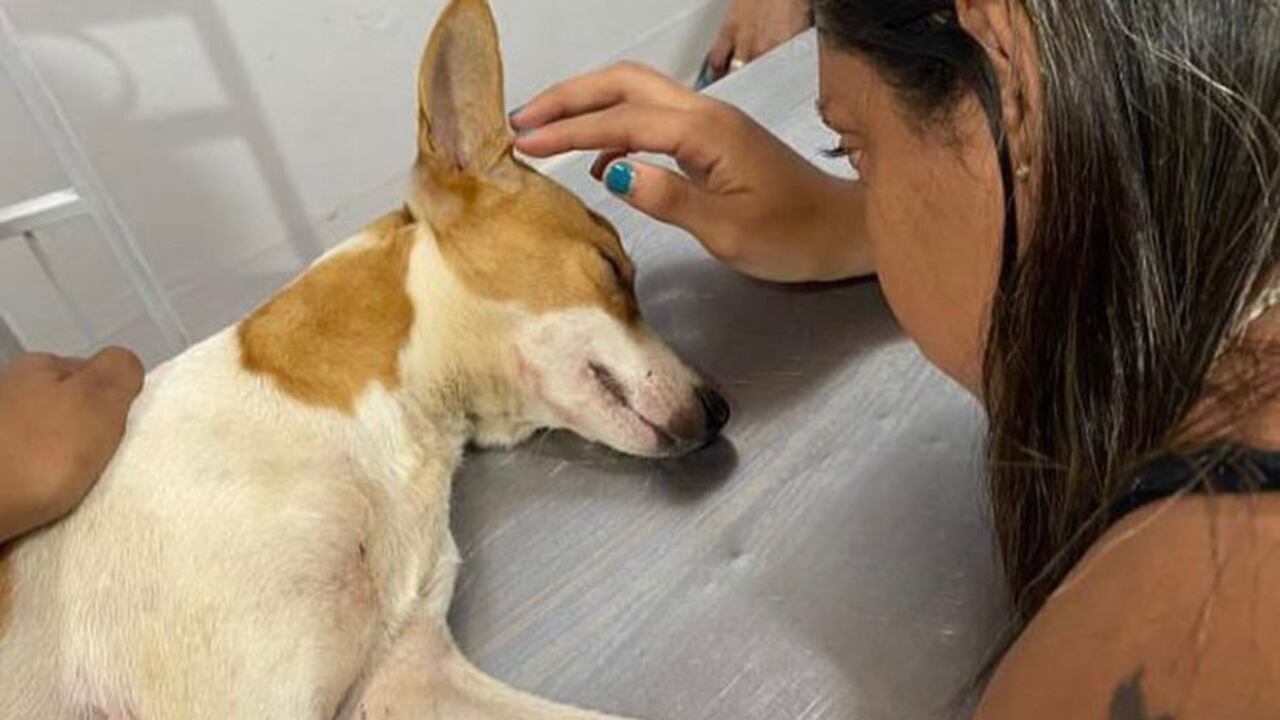 Toby recibió varias puñaladas.