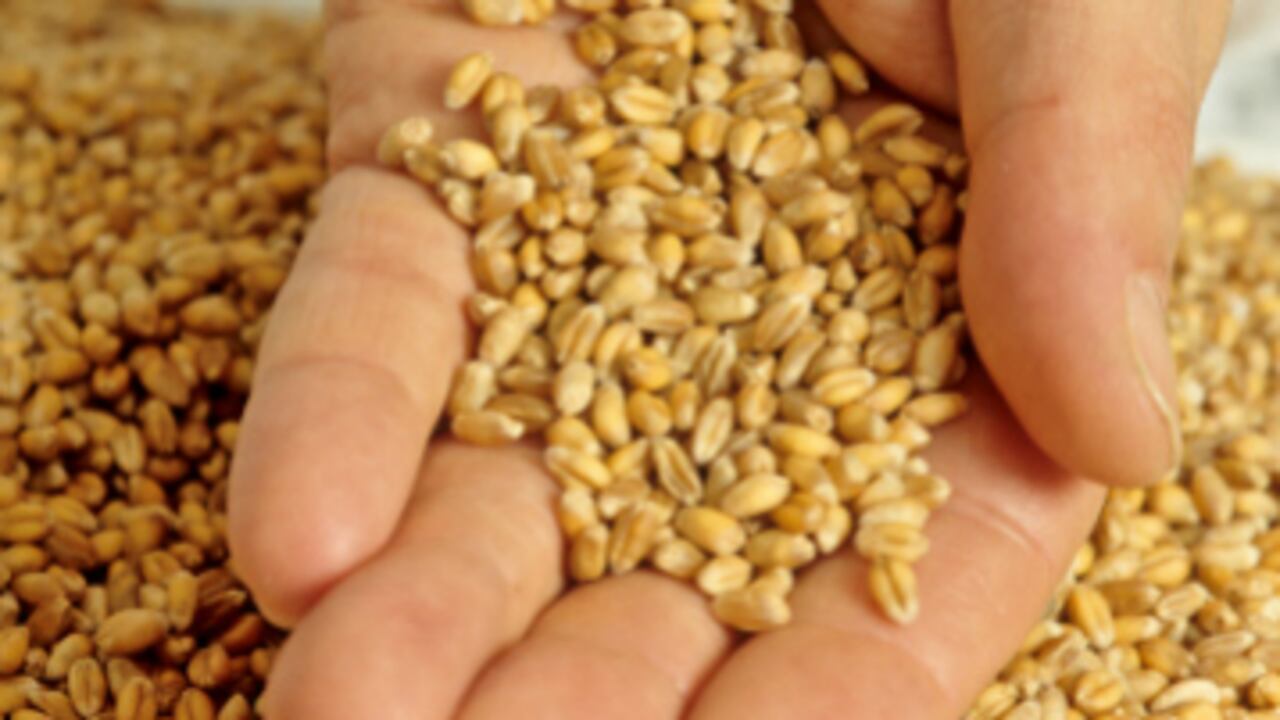 Francia se distingue por los negocios de maíz y girasol en el mercado de semillas.