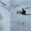 Perrita sobrevivió en la nieve más de 50 horas luego de una avalancha.